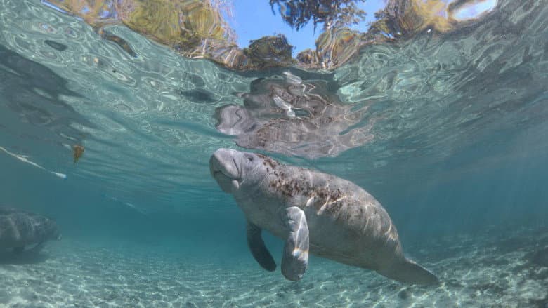 Backdrop from Hamilton's Journey - Manatees in a New Light