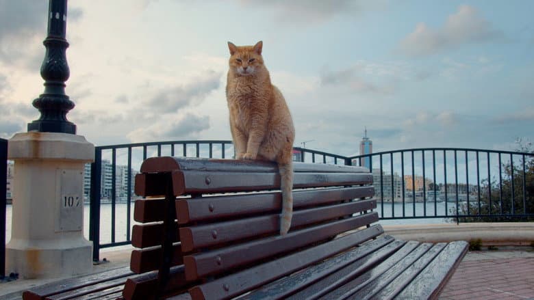 Backdrop from Cats of Malta