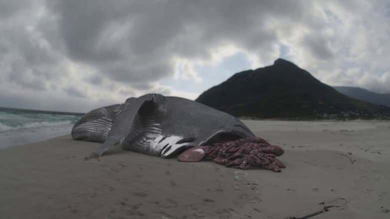 Backdrop from Megalodon: The Monster Shark Lives