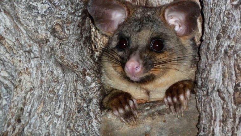 Backdrop from Possum Wars