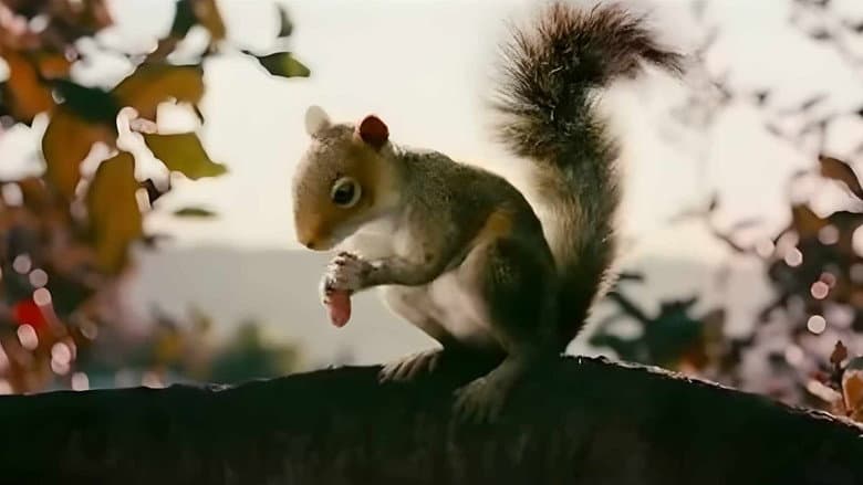 Backdrop from Squirrels