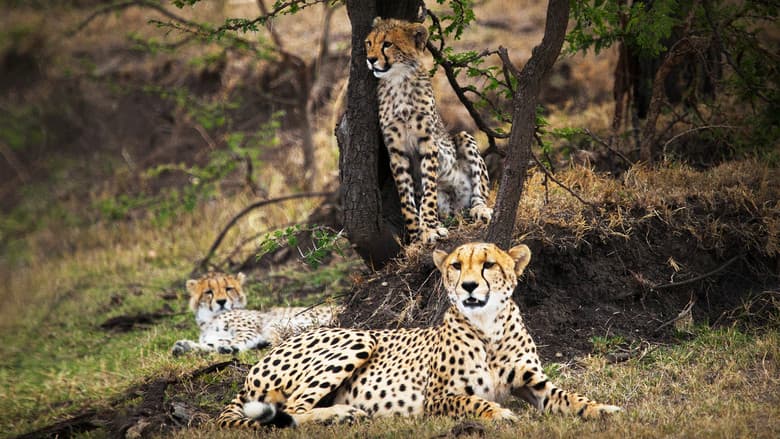 Backdrop from Man Among Cheetahs