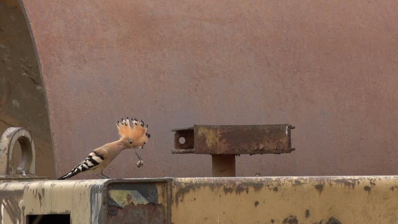 Backdrop from Forbidden Zone - Wildlife on the Battlefield