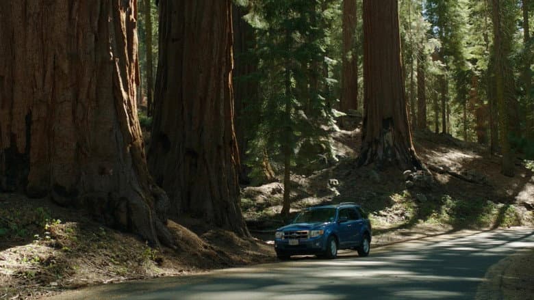 Backdrop from Sequoia