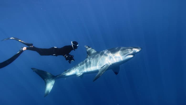 Backdrop from Great White Shark