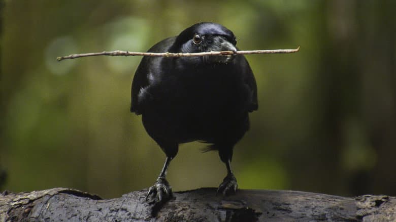 Backdrop from Beak & Brain - Genius Birds from Down Under