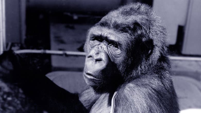 Backdrop from Koko: A Talking Gorilla
