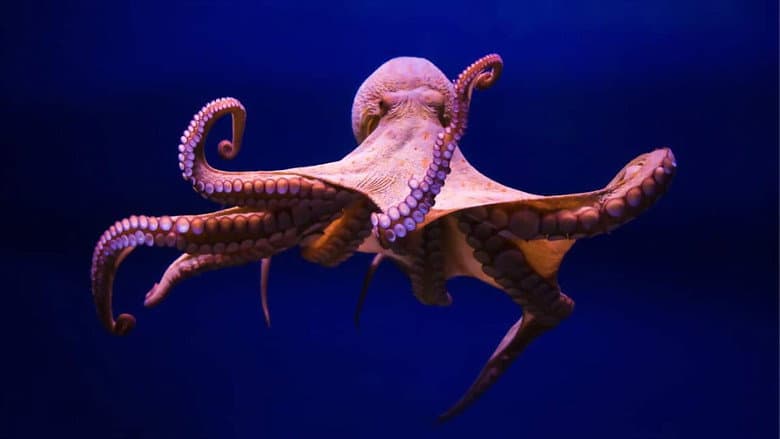 Backdrop from Cephalopods: The Reign of Suckers