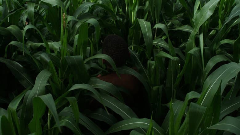 Backdrop from The Last Harvest