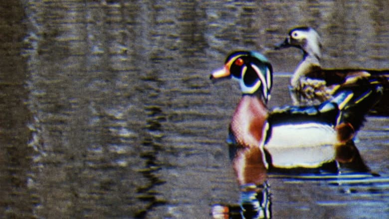 Backdrop from Water Birds