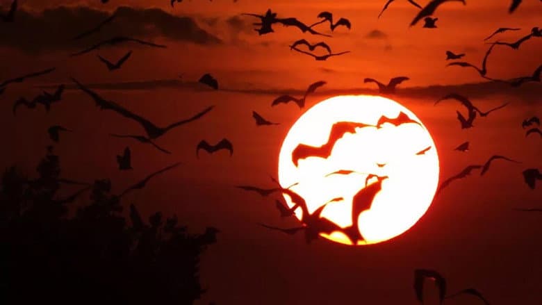 Backdrop from Incredible Bats