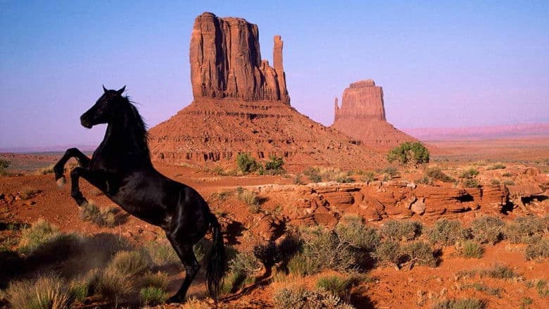 Backdrop from American Mustang