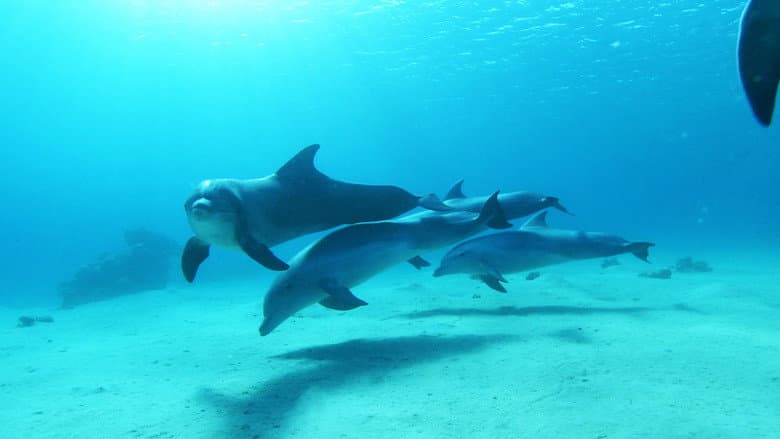 Backdrop from Dolphins in the Deep Blue Ocean