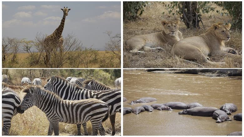 Backdrop from Safari: Africa
