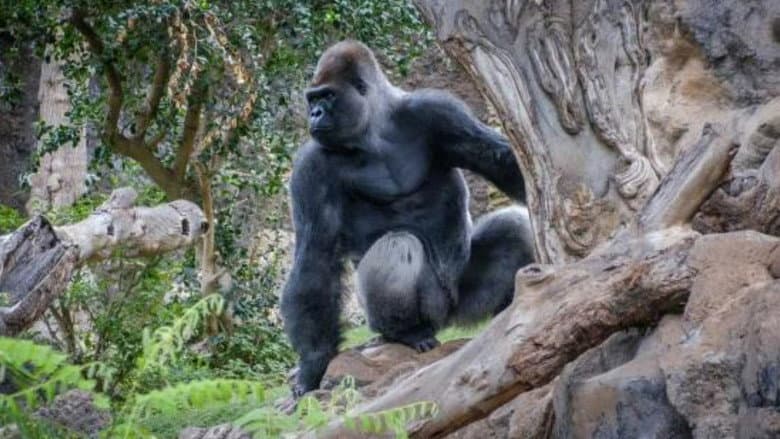 Backdrop from Gorillas: Rumble in the Jungle