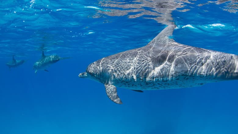 Backdrop from Sharks Vs. Dolphins: Face Off