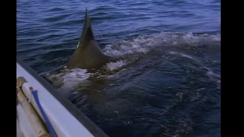 Backdrop from Great White Shark - The Silent Stalker