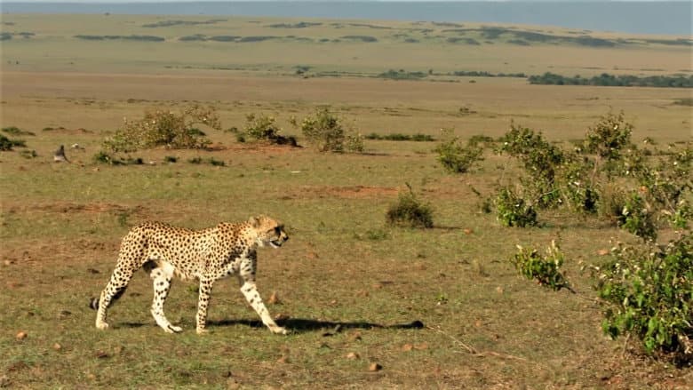 Backdrop from The Incredible Five: A Cheetah's Tale