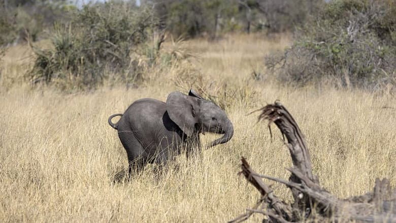 Backdrop from Naledi: A Baby Elephant's Tale