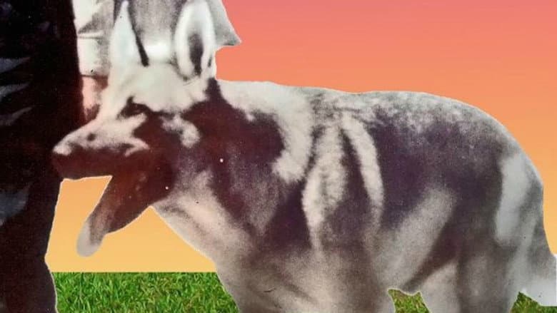 Backdrop from My Dog Shep