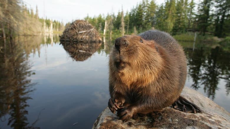 Backdrop from White Tuft, the Little Beaver