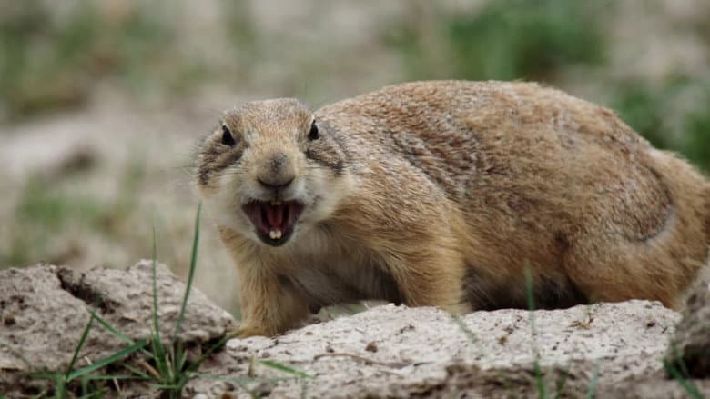 Backdrop from The Wild West: A Prairie Dog's Life