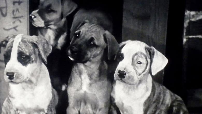 Backdrop from Pups Is Pups