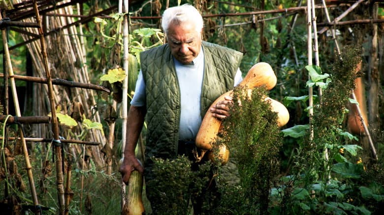 Backdrop from Le potager de mon grand-père