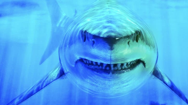 Backdrop from World's Biggest Great White?