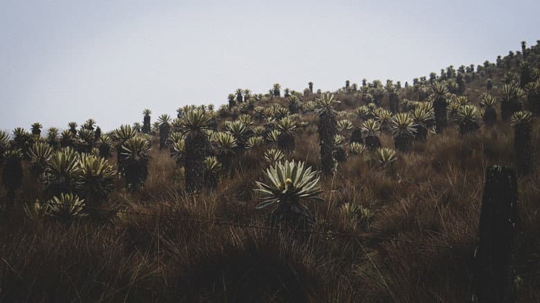 Backdrop from El Rugido del Ruiz