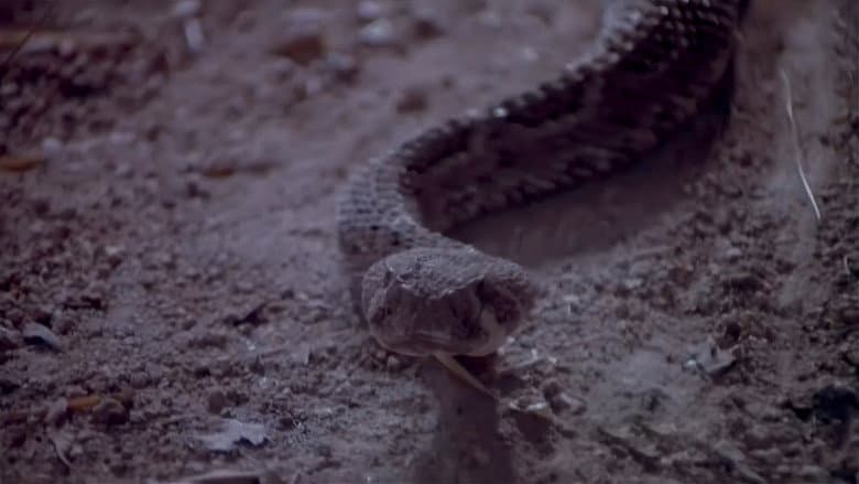 Backdrop from Rattlers