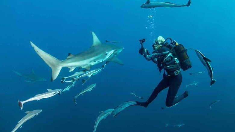 Backdrop from Sharkwise
