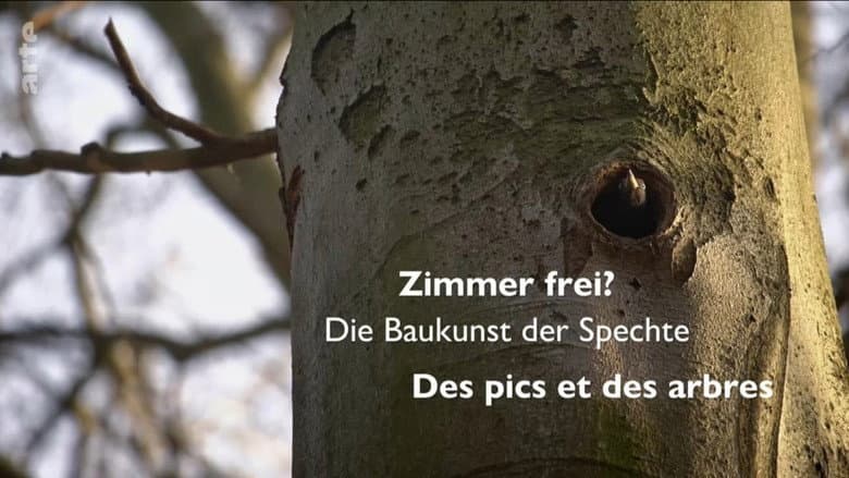 Backdrop from Knock knock – a Woodpeckers world