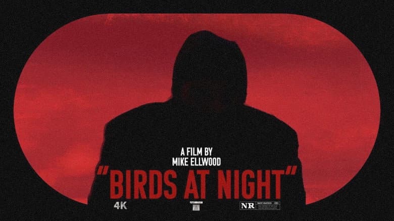 Backdrop from Birds at Night