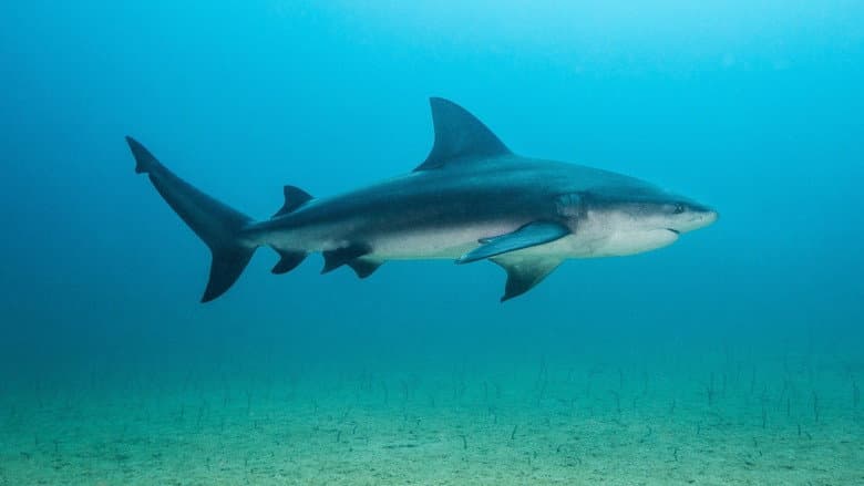Backdrop from Backyard Bull Sharks
