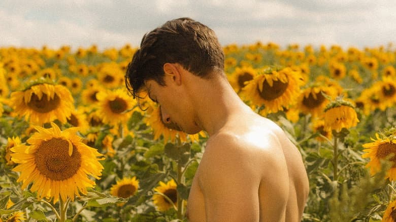 Backdrop from Sunflower