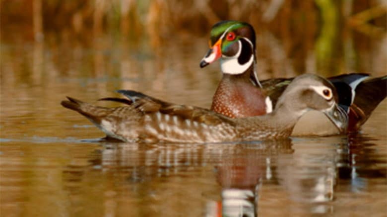 Backdrop from PBS Nature - An Original DUCKumentary
