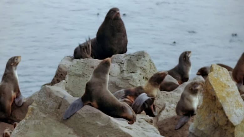 Backdrop from Seal Island