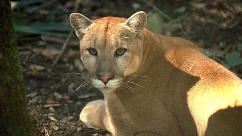 Backdrop from Shokee, the Everglades Panther