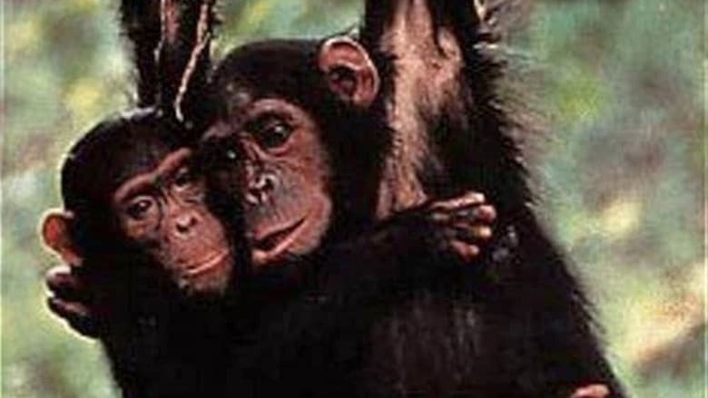 Backdrop from Among the Wild Chimpanzees