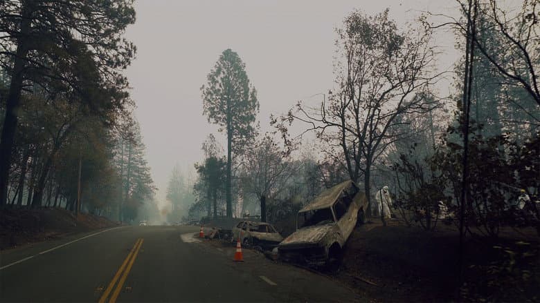 Backdrop from The Fire Cats: Save Something Small