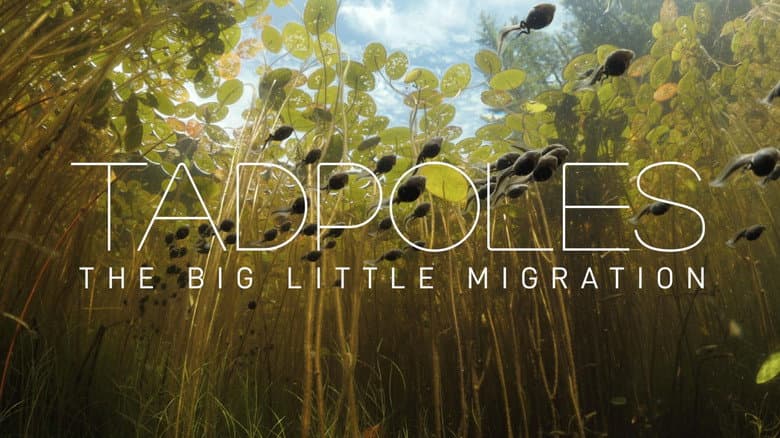 Backdrop from Tadpoles: The Big Little Migration