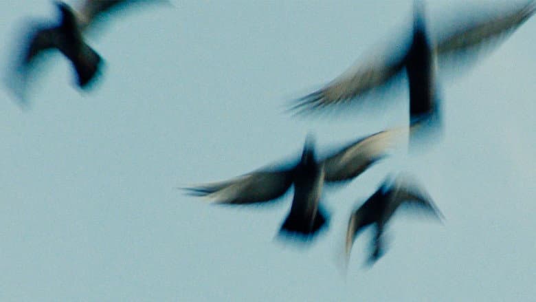Backdrop from Pigeonman