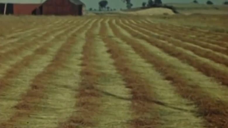 Backdrop from Flax from Canada - Part One: Growing Flax