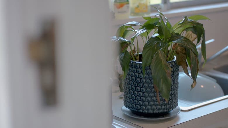 Backdrop from The Pot Plant