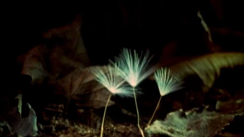 Backdrop from The Secret Life of Plants
