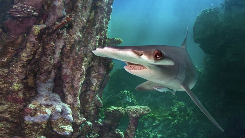 Backdrop from World's Biggest Hammerhead?