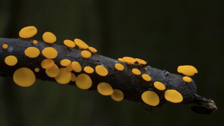 Backdrop from The Kingdom: How Fungi Made Our World