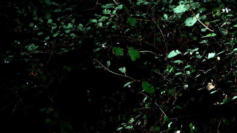 Backdrop from Cyclothymia of a Land