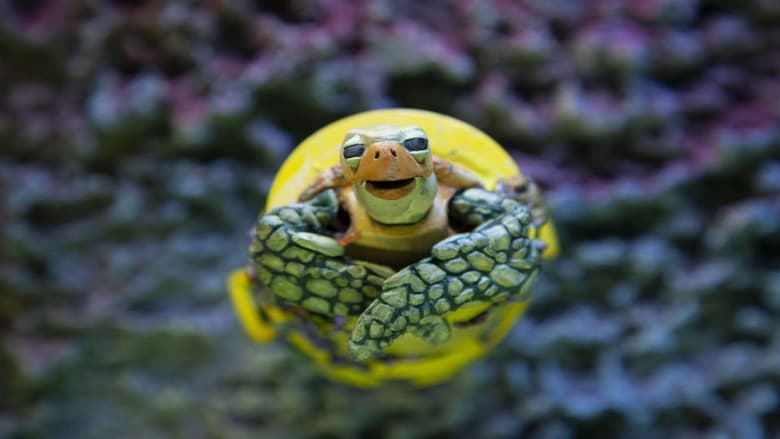 Backdrop from The Plastic Turtle